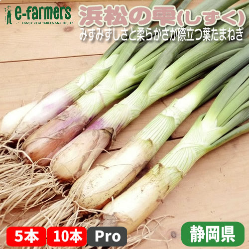 浜松の雫(しずく)　生でかじると甘みが広がり加熱すればとろけるような食感 静岡県産