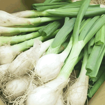 オニオンヌーボー　皮が薄くシャキシャキ柔らか生のままでも辛味が少ない 長野県産