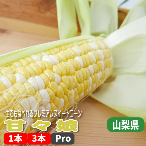 甘々娘(かんかんむすめ)  わずか２週間限定出荷のプレミアムバイカラースイートコーン 生で食べれてヒゲも美味しい  山梨県産