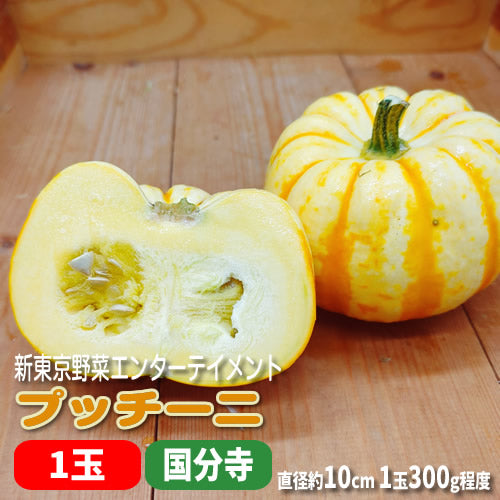 夏のミニかぼちゃ プッチーニ 手のひらサイズの鮮やかオレンジのかぼちゃ  福岡県産