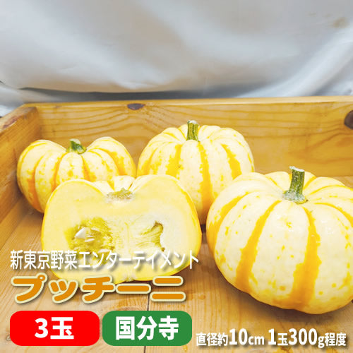 夏のミニかぼちゃ プッチーニ 手のひらサイズの鮮やかオレンジのかぼちゃ  福岡県産