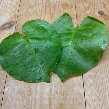 オカワカメ(雲南百薬)  葉とむかご ワカメのような食感と山芋のような食感が味わえる栄養満点の野菜 種子島産