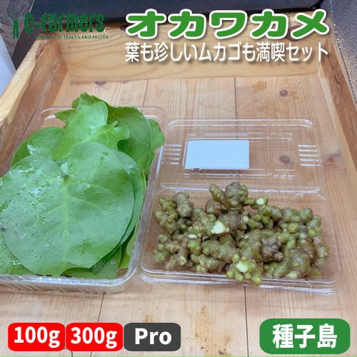 オカワカメ(雲南百薬)  葉とむかご ワカメのような食感と山芋のような食感が味わえる栄養満点の野菜 種子島産