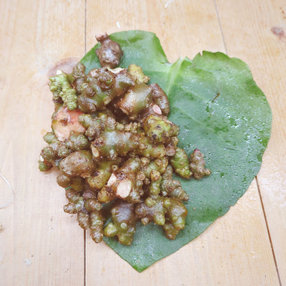 オカワカメ(雲南百薬)  葉とむかご ワカメのような食感と山芋のような食感が味わえる栄養満点の野菜 種子島産