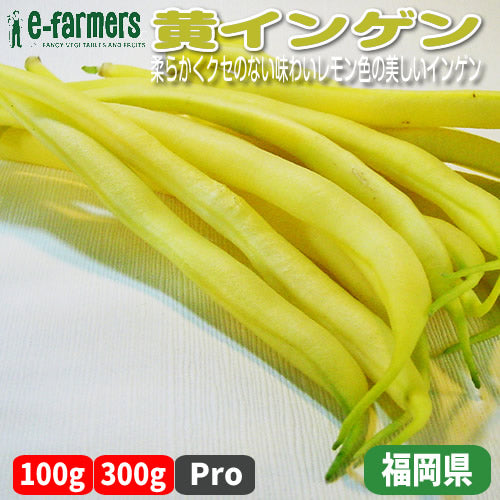 黄インゲン　鮮やかなレモン色が食卓を華やかに彩る美しくて柔らかい野菜 福岡県産