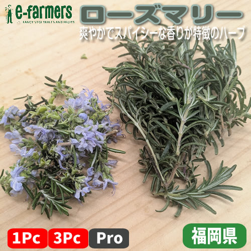 ローズマリー　葉も花も魅力的な爽やかでスパイシーな香りが特徴のハーブ 福岡県産