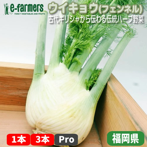 ウイキョウ(フェンネル)  丸ごと１本 古代伝統ハーブ野菜 福岡県産