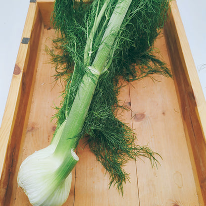 ウイキョウ(フェンネル)  丸ごと１本 古代伝統ハーブ野菜 福岡県産