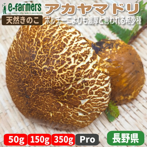 天然きのこ アカヤマドリ | 知る人ぞ知る極上茸 国産 和製ポルチーニ (1本丸ごと／ホタテ食感の柄のみ／濃密出汁のカサのみ） 長野安曇野産