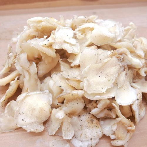 天然きのこ ブナハリタケ | 森が育てたやさしい旨みと歯ざわりが抜群 秋田県産