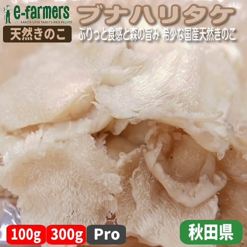 天然きのこ ブナハリタケ | 森が育てたやさしい旨みと歯ざわりが抜群 秋田県産