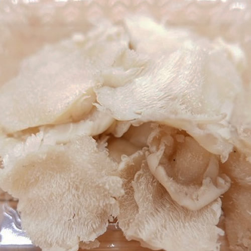 天然きのこ ブナハリタケ | 森が育てたやさしい旨みと歯ざわりが抜群 秋田県産