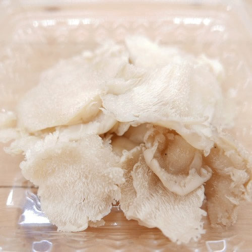 天然きのこ ブナハリタケ | 森が育てたやさしい旨みと歯ざわりが抜群 秋田県産