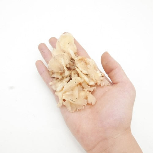 天然きのこ ブナハリタケ | 森が育てたやさしい旨みと歯ざわりが抜群 秋田県産