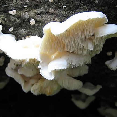 天然きのこ ブナハリタケ | 森が育てたやさしい旨みと歯ざわりが抜群 秋田県産