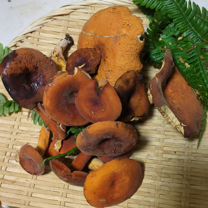 天然きのこ チチタケ｜里山採取・料理映え抜群・濃厚な味わい　長野県産