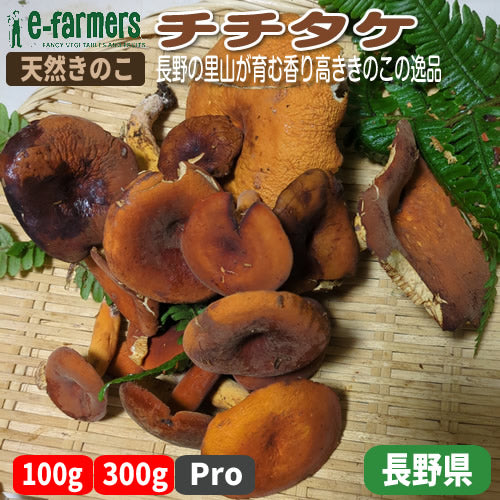 天然きのこ チチタケ｜里山採取・料理映え抜群・濃厚な味わい　長野県産