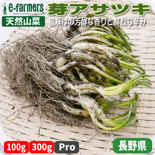 天然山菜 芽アサツキ | 信州の春を告げる逸品！雪解けの芳醇な香りと鮮烈な辛み 長野県産