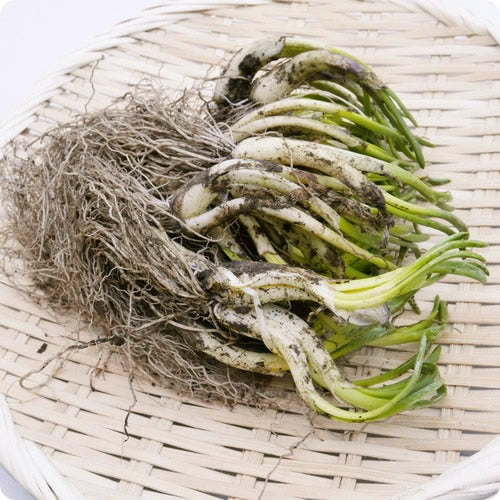 天然山菜 芽アサツキ | 信州の春を告げる逸品！雪解けの芳醇な香りと鮮烈な辛み 長野県産