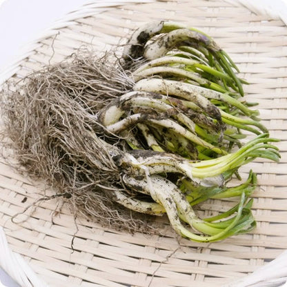 天然山菜 芽アサツキ | 信州の春を告げる逸品！雪解けの芳醇な香りと鮮烈な辛み 長野県産