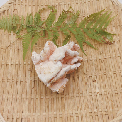 天然きのこ マスタケ(真茸)｜鮮やかなオレンジ色と独特の旨味　長野県産