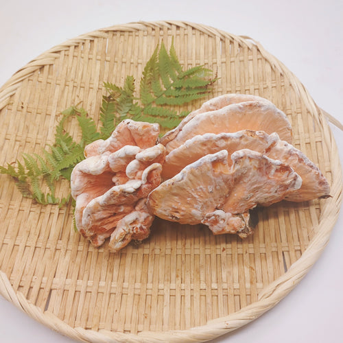 天然きのこ マスタケ(真茸)｜鮮やかなオレンジ色と独特の旨味　長野県産