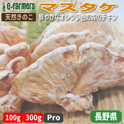 天然きのこ マスタケ(真茸)｜鮮やかなオレンジ色と独特の旨味　長野県産