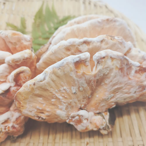 天然きのこ マスタケ(真茸)｜鮮やかなオレンジ色と独特の旨味　長野県産