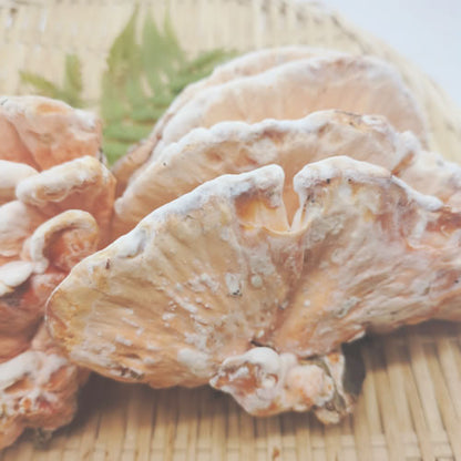 天然きのこ マスタケ(真茸)｜鮮やかなオレンジ色と独特の旨味　長野県産