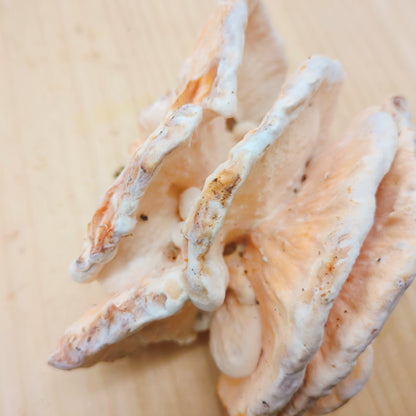 天然きのこ マスタケ(真茸)｜鮮やかなオレンジ色と独特の旨味　長野県産