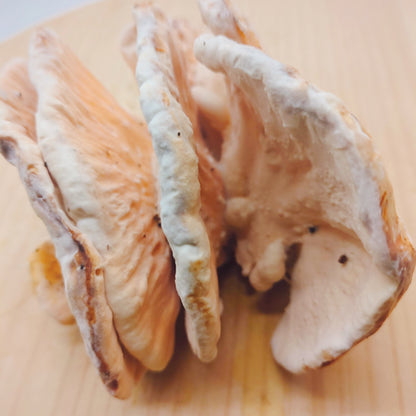 天然きのこ マスタケ(真茸)｜鮮やかなオレンジ色と独特の旨味　長野県産