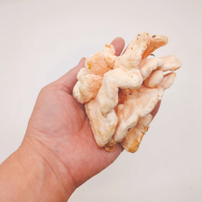 天然きのこ マスタケ(真茸)｜鮮やかなオレンジ色と独特の旨味　長野県産