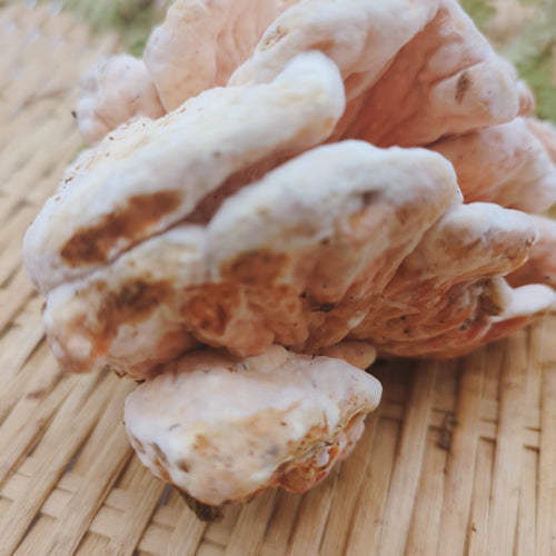 天然きのこ マスタケ(真茸)｜鮮やかなオレンジ色と独特の旨味　長野県産