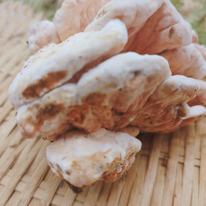 天然きのこ マスタケ(真茸)｜鮮やかなオレンジ色と独特の旨味　長野県産