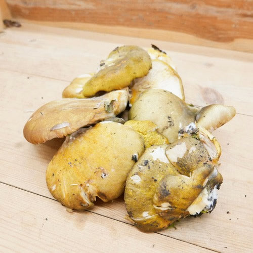 天然きのこ ムキタケ(剥茸)  | プルンとした食感と豊かな香りが魅力の秋きのこ　秋田県・長野県産