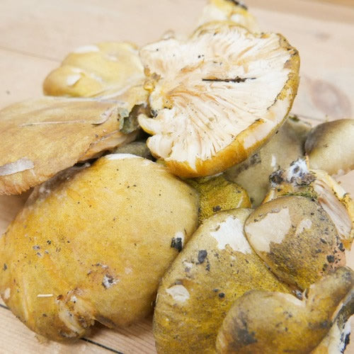 天然きのこ ムキタケ(剥茸)  | プルンとした食感と豊かな香りが魅力の秋きのこ　秋田県・長野県産