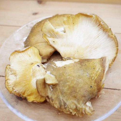 天然きのこ ムキタケ(剥茸)  | プルンとした食感と豊かな香りが魅力の秋きのこ　秋田県・長野県産