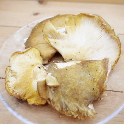 天然きのこ ムキタケ(剥茸)  | プルンとした食感と豊かな香りが魅力の秋きのこ　秋田県・長野県産