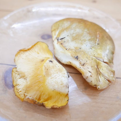 天然きのこ ムキタケ(剥茸)  | プルンとした食感と豊かな香りが魅力の秋きのこ　秋田県・長野県産