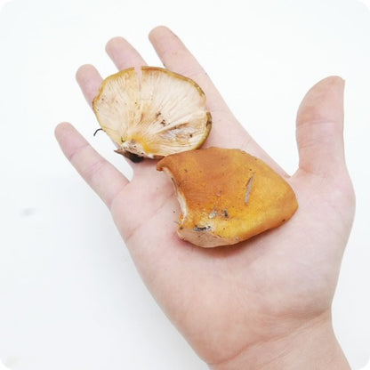 天然きのこ ムキタケ(剥茸)  | プルンとした食感と豊かな香りが魅力の秋きのこ　秋田県・長野県産