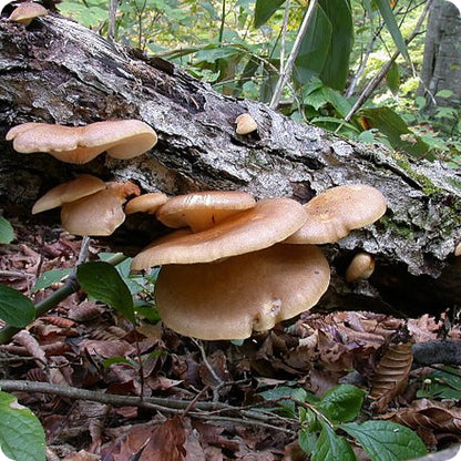 天然きのこ ムキタケ(剥茸)  | プルンとした食感と豊かな香りが魅力の秋きのこ　秋田県・長野県産
