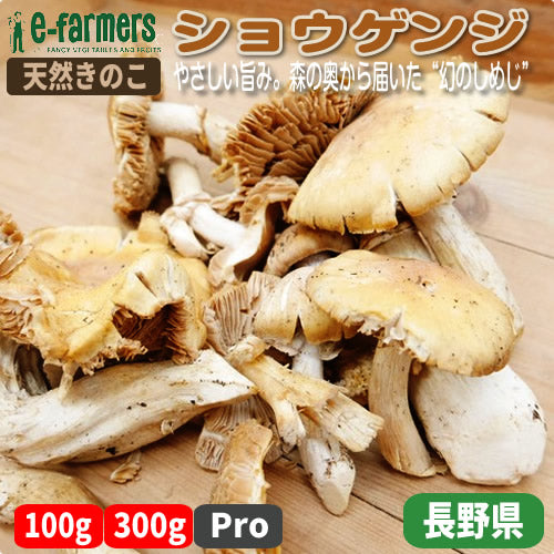 天然きのこ ショウゲンジ(松厳寺茸) | 秋香る、やさしい旨み。森の奥から届いた“幻のしめじ” 長野県産