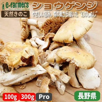 天然きのこ ショウゲンジ(松厳寺茸) | 秋香る、やさしい旨み。森の奥から届いた“幻のしめじ” 長野県産