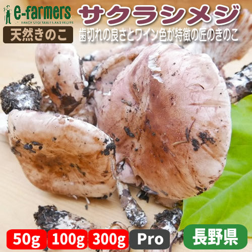 天然きのこ サクラシメジ | 華やかな桜色が映える 厳選仕入れ 秋限定 希少な山の恵み 長野県産