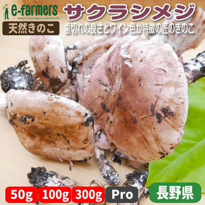 天然きのこ サクラシメジ | 華やかな桜色が映える 厳選仕入れ 秋限定 希少な山の恵み 長野県産