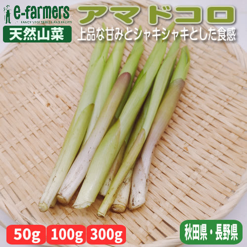 天然極上山菜 アマドコロ　希少性と栄養価の高さから注目度が上昇中 秋田県産
