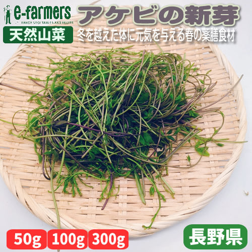 天然山菜 アケビの新芽　冬を越えた体に元気を与える春の薬膳食材 長野県産