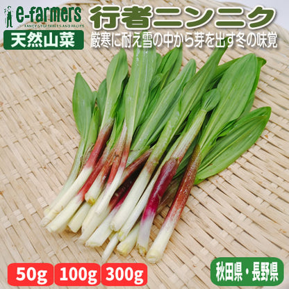 天然山菜 行者ニンニク　天然ならではの濃厚な香りと力強い風味 秋田県・長野県産