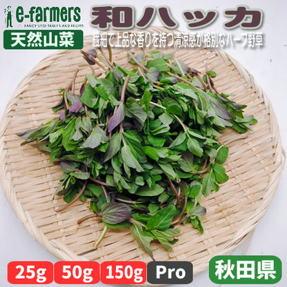 天然山菜 和ハッカ　繊細で上品な香りを持つ清涼感が格別なハーブ野草 秋田県産