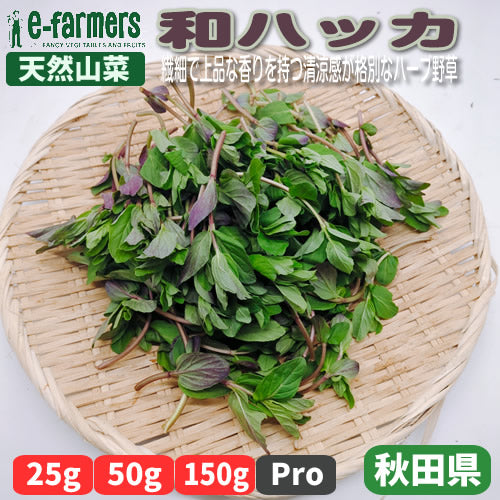天然山菜 和ハッカ　繊細で上品な香りを持つ清涼感が格別なハーブ野草 秋田県産
